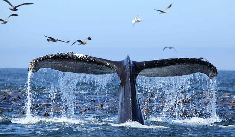 Things to Do in Monterey Whale Watching Tours - Monterey Inn